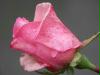 nasse rose